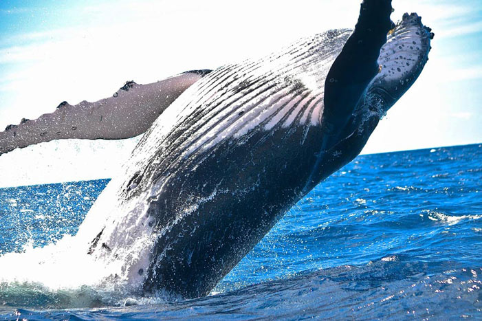 Escaping the Whale: Things you probably shouldn't do with Docker (Part 1)